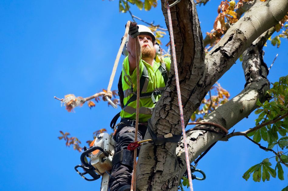 Branch out With Confidence – Tree Care by the Experts.