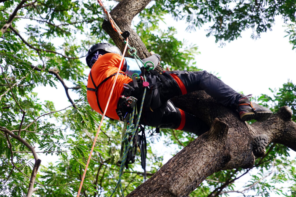 Tree-Surgeon-in-Chesterfield